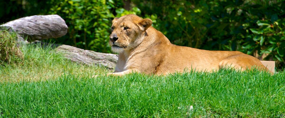 Auckland Zoo showing dangerous animals and zoo animals