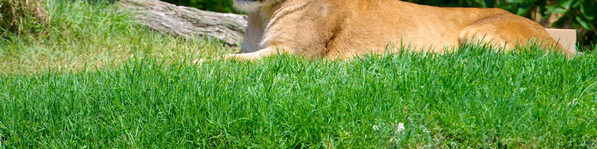 Auckland Zoo showing dangerous animals and zoo animals