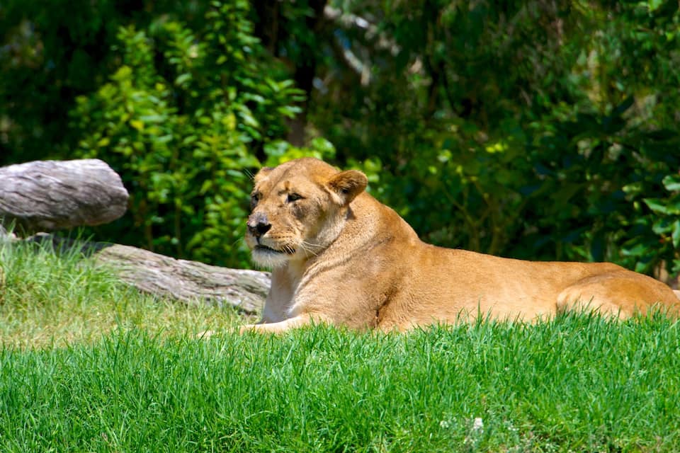 Un lion se repose dans une zone herbeuse, avec un feuillage dense en arrière-plan.