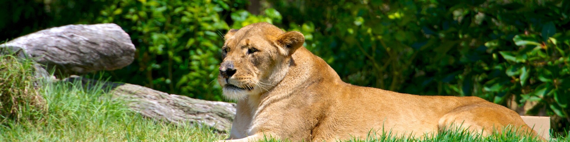 Auckland Zoo showing dangerous animals and zoo animals