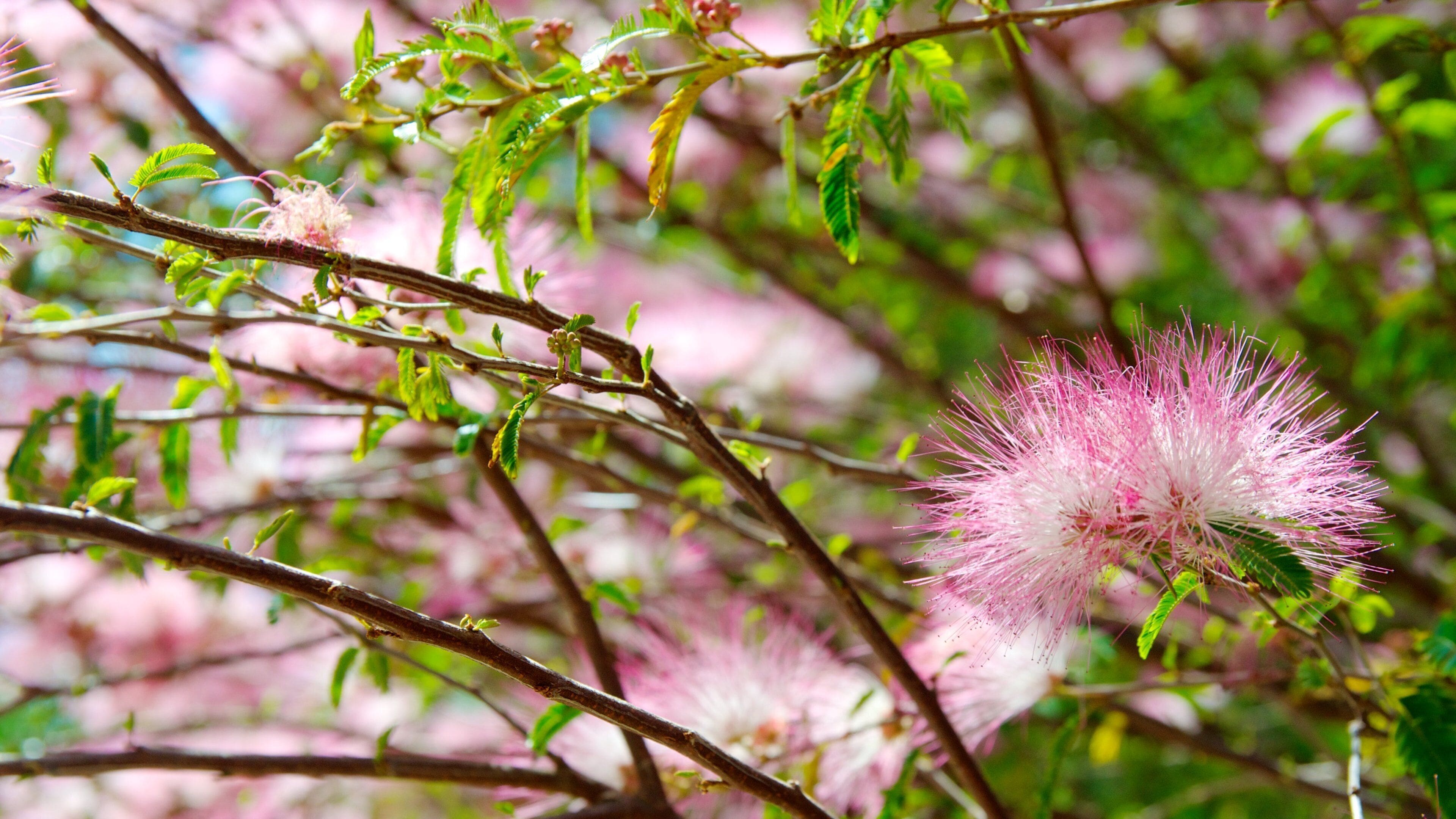 สวนสัตว์โอก  แลนด์ เนื้อเรื่องที่ ดอกไม้ป่า, ดอกไม้ และ สัตว์ในสวนสัตว์