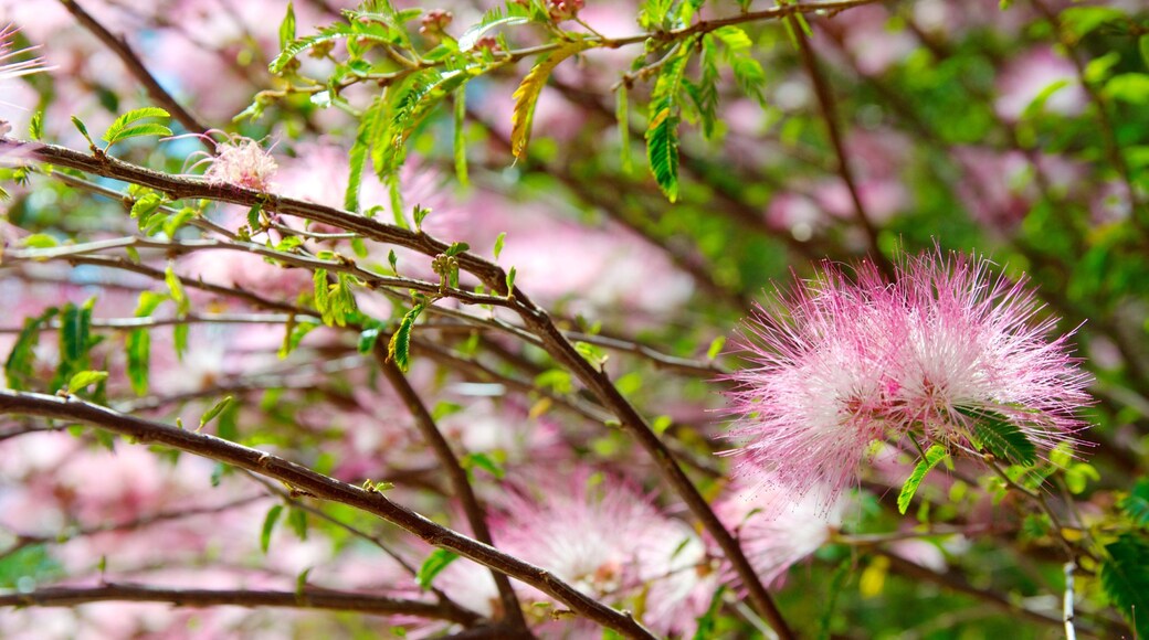 Auckland Zoo which includes wild flowers, flowers and zoo animals