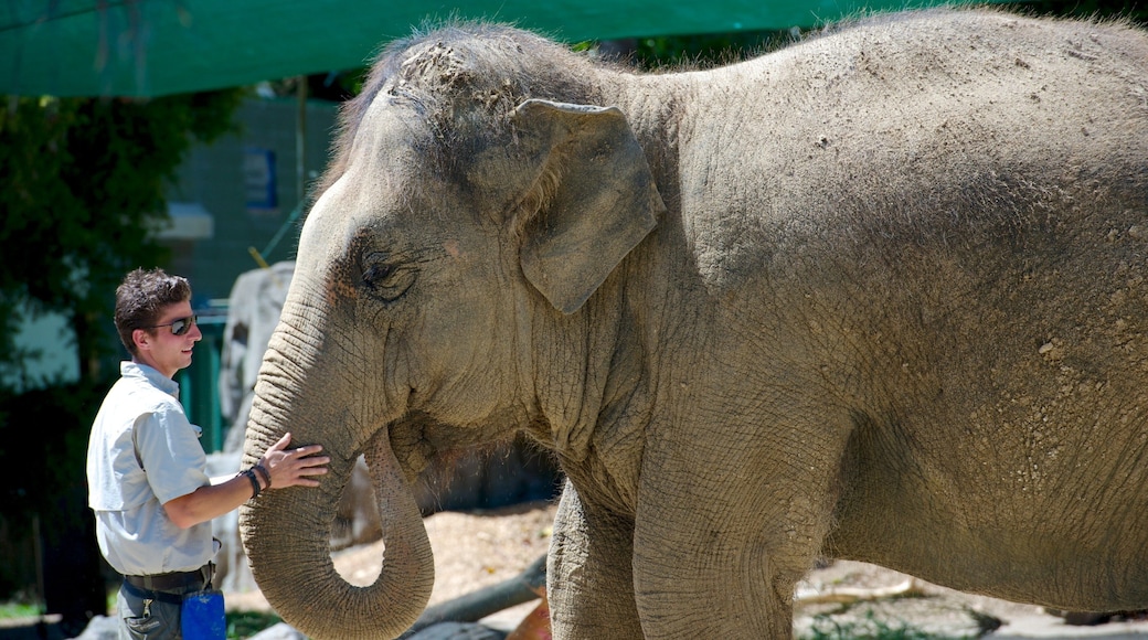 Auckland Zoo showing zoo animals and land animals as well as an individual male