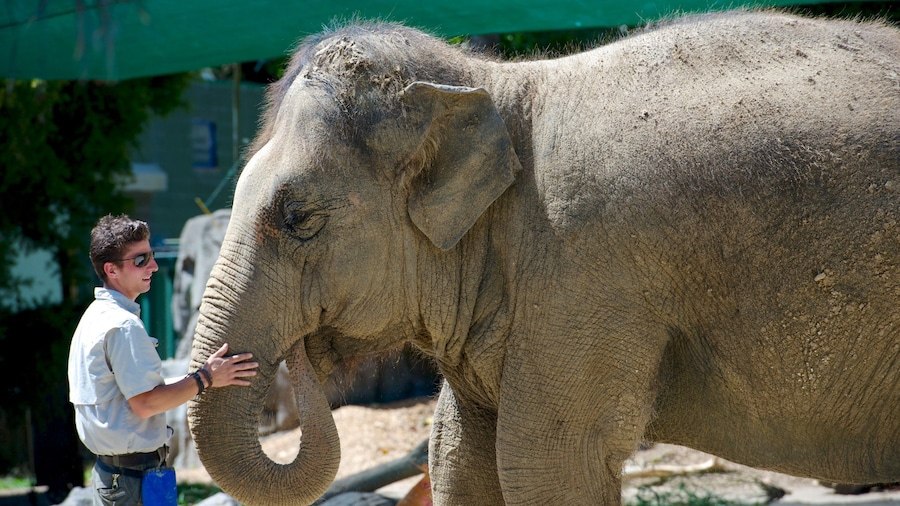 Auckland Zoo which includes land animals and zoo animals as well as an individual male