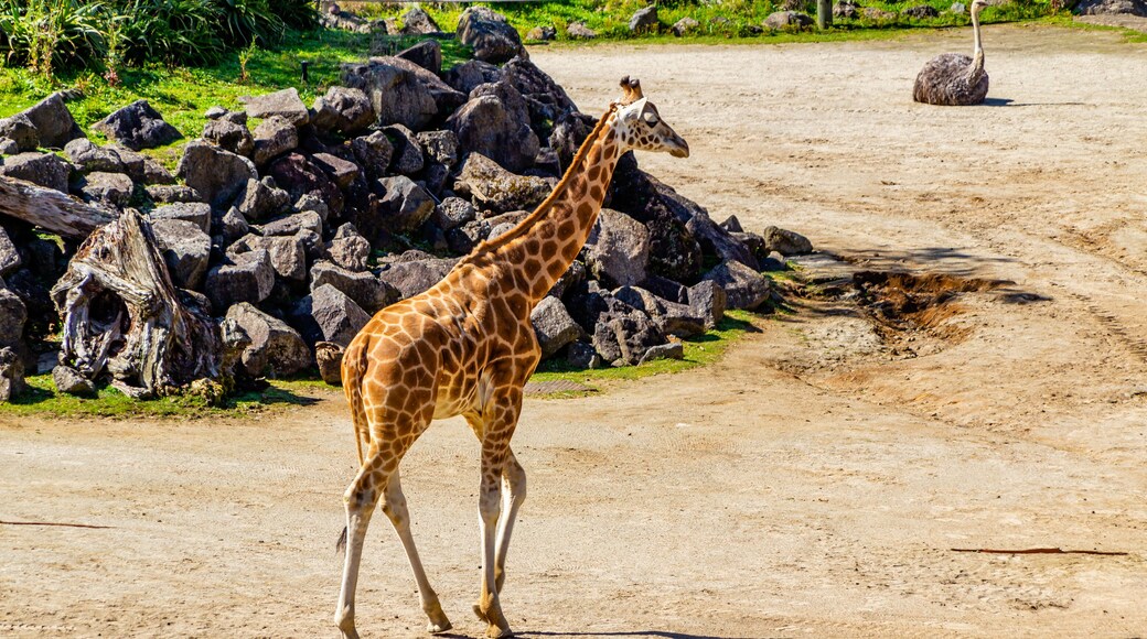 Giraffe walking the compound. Auckland Zoo, Auckland, New Zealand