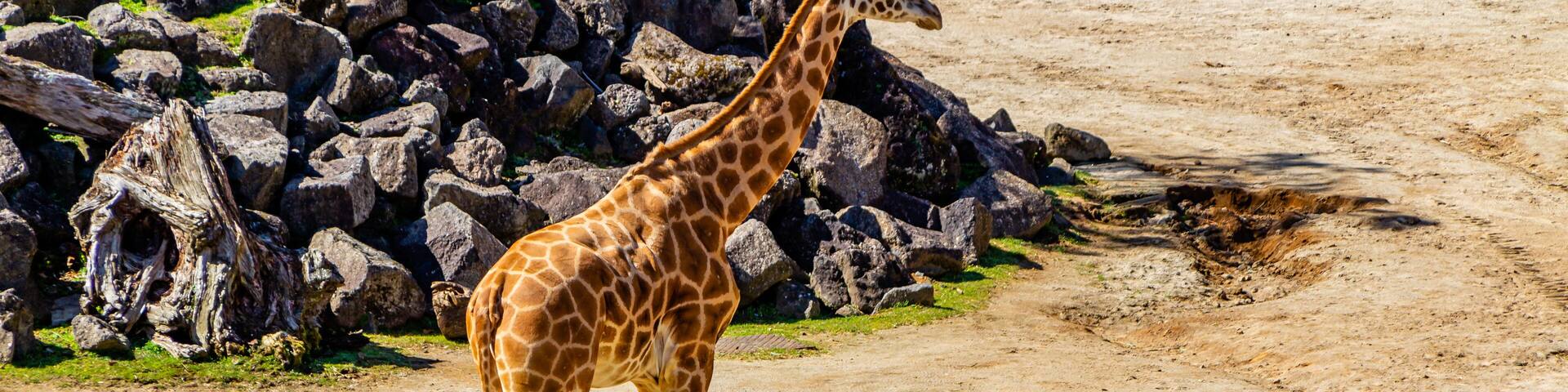 A giraffe walking on a dirt path with rocks and greenery in the background.