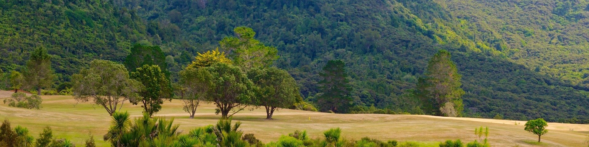 Waitakere Ranges which includes forests and landscape views