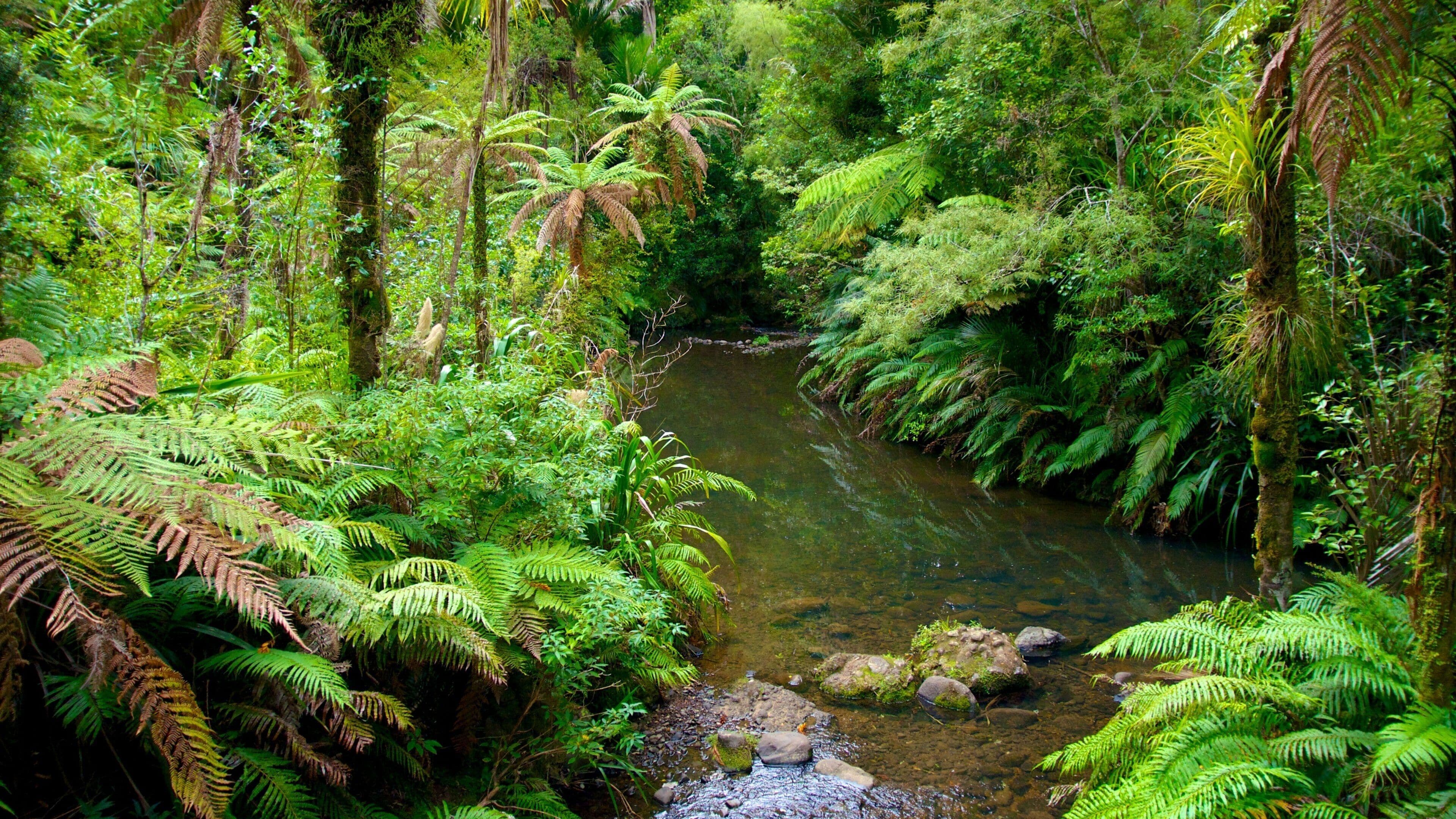 Waitakere Ranges som inkluderer hage og landskap