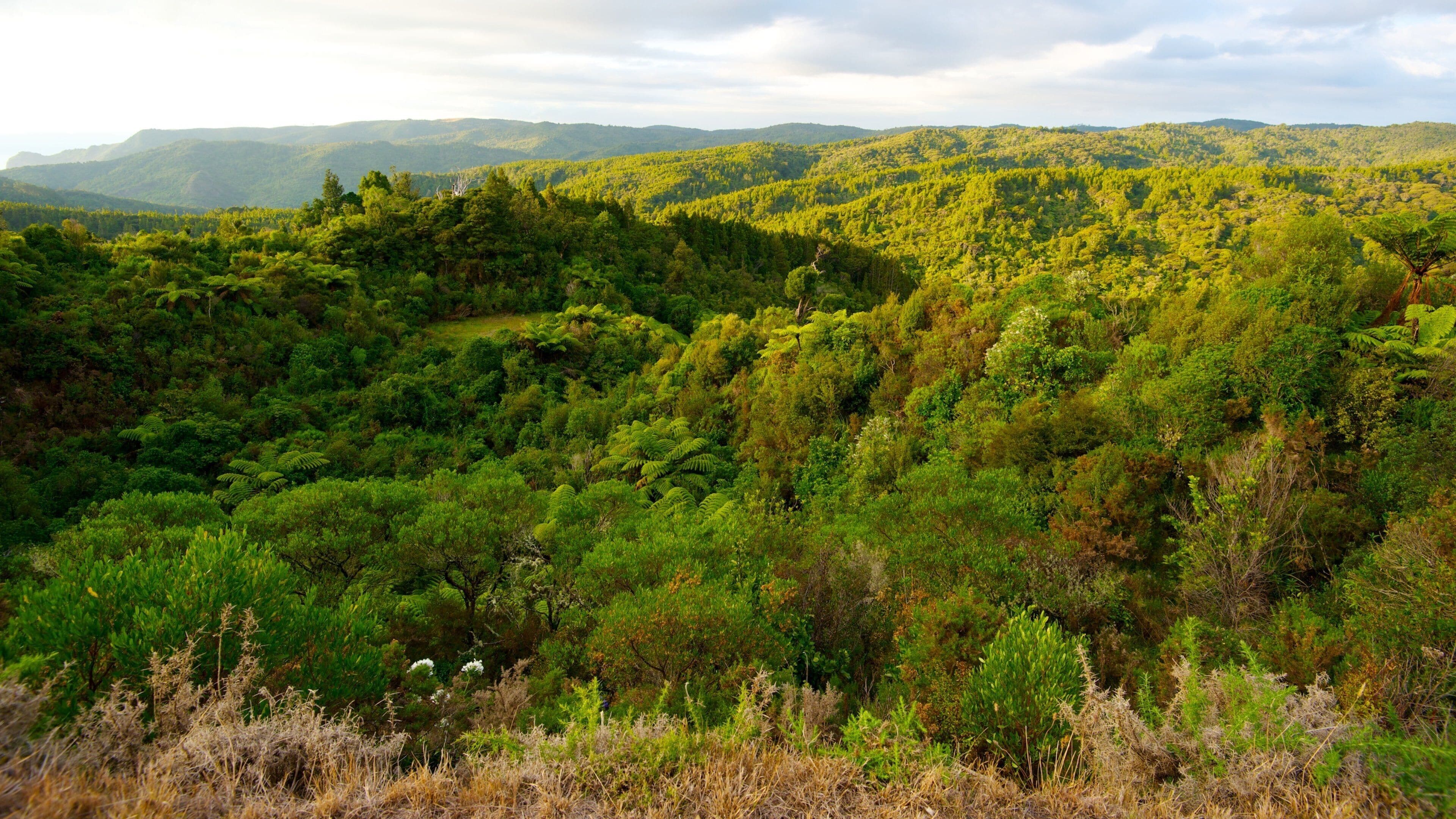 Waitakere Ranges เนื้อเรื่องที่ สวนสาธารณะ, ทิวทัศน์ป่า และ วิวทิวทัศน์