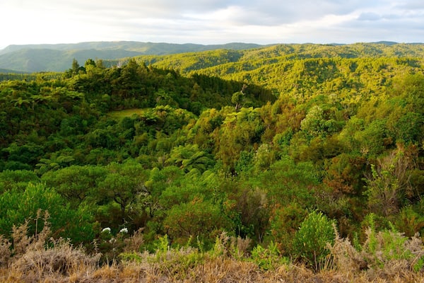 Waitakere Ranges montrant panoramas, scĂšnes forestiĂšres et parc