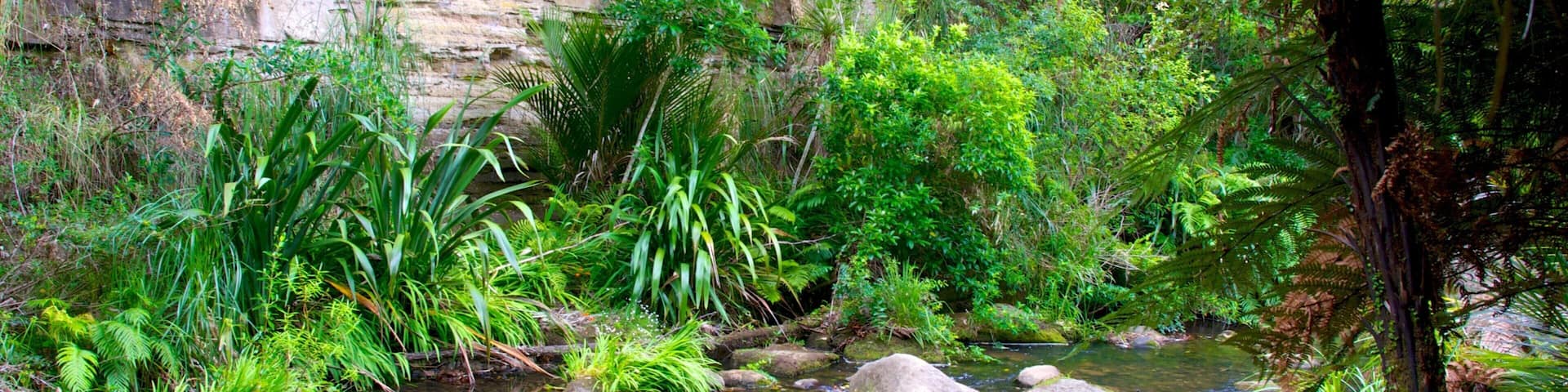 Waitakere Ranges which includes forests, a river or creek and tropical scenes