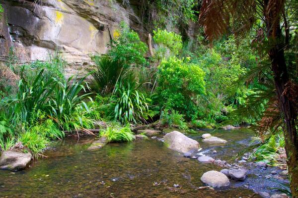 Waitakere Ranges montrant riviĂšre ou ruisseau, scĂšnes tropicales et scĂšnes forestiĂšres