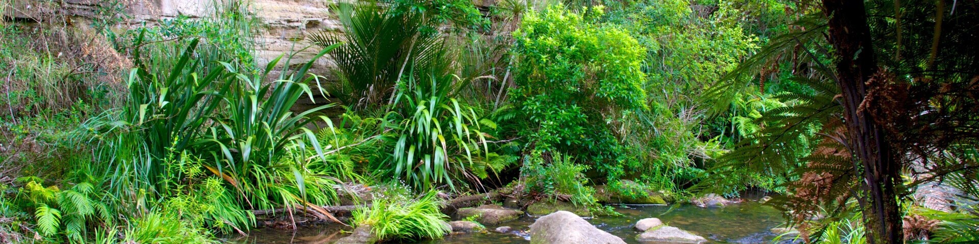 Waitakere Ranges montrant riviĂšre ou ruisseau, scĂšnes tropicales et scĂšnes forestiĂšres