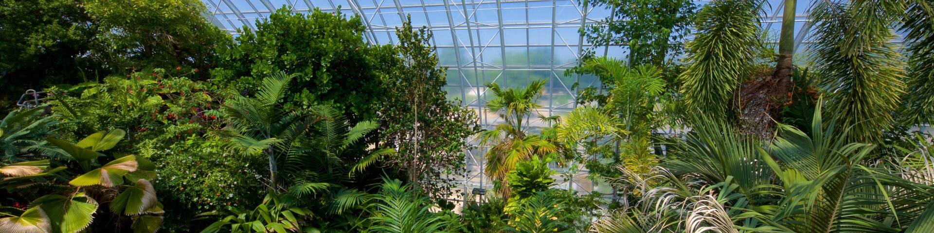 A greenhouse with a glass ceiling, filled with various tropical plants and trees.