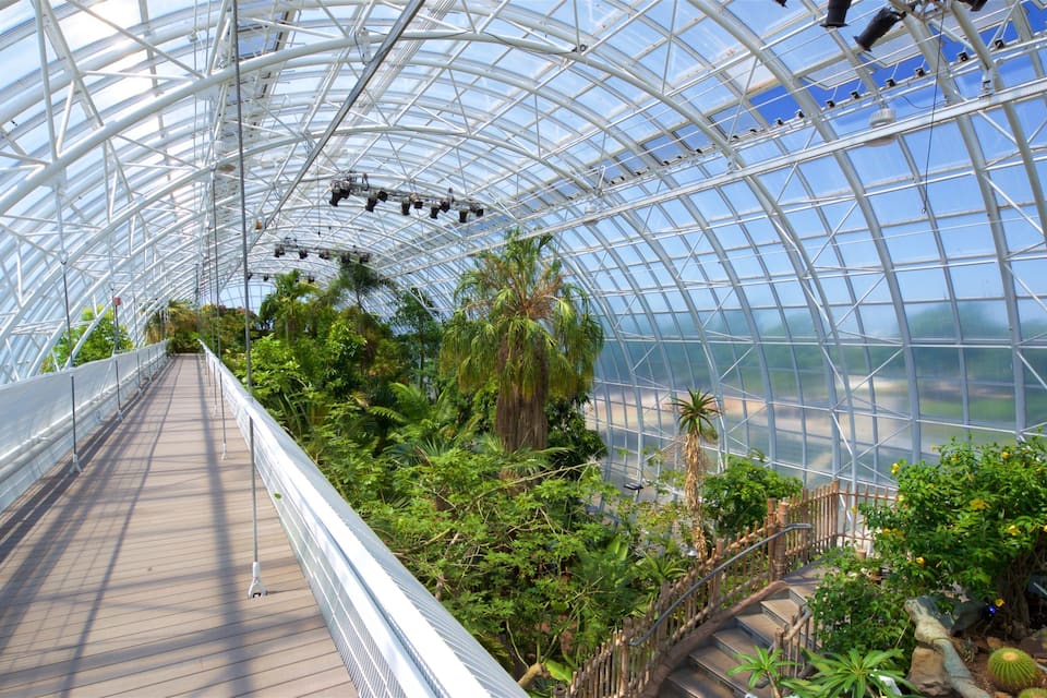 A glass greenhouse with a wooden walkway and various tropical plants.