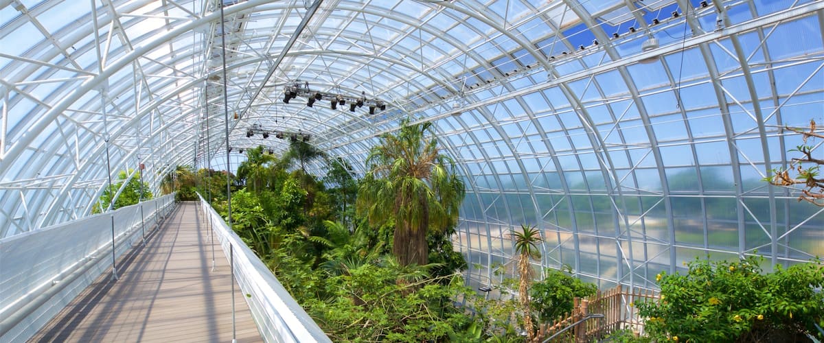 A glass greenhouse with a wooden walkway and various tropical plants.