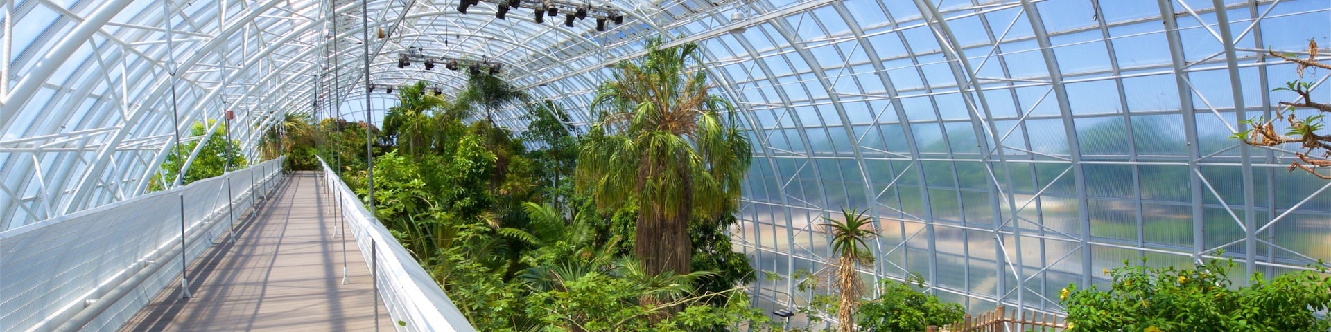 A glass greenhouse with a wooden walkway and various tropical plants.