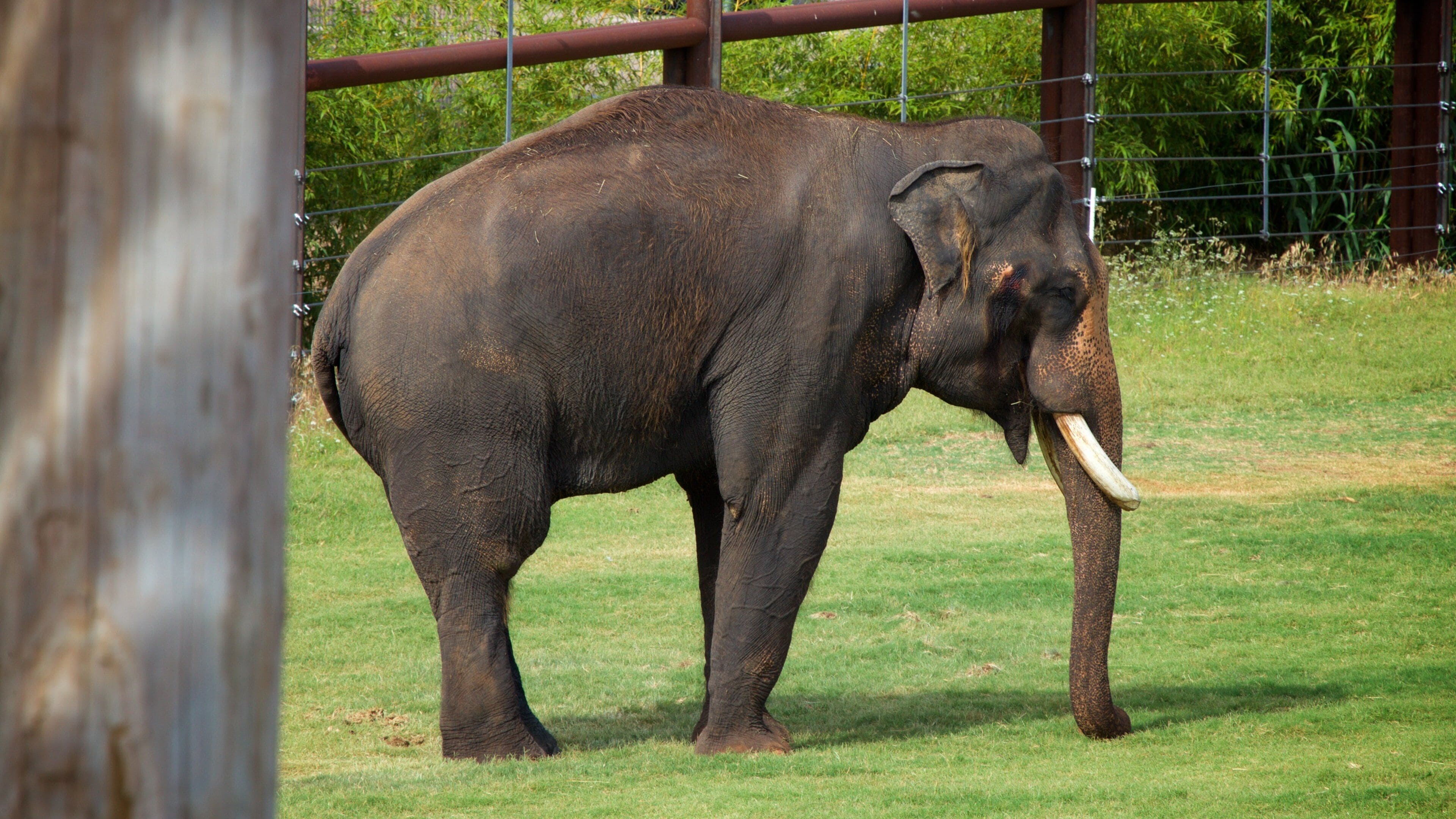 Oklahoma City Zoo som inkluderar landdjur och zoodjur