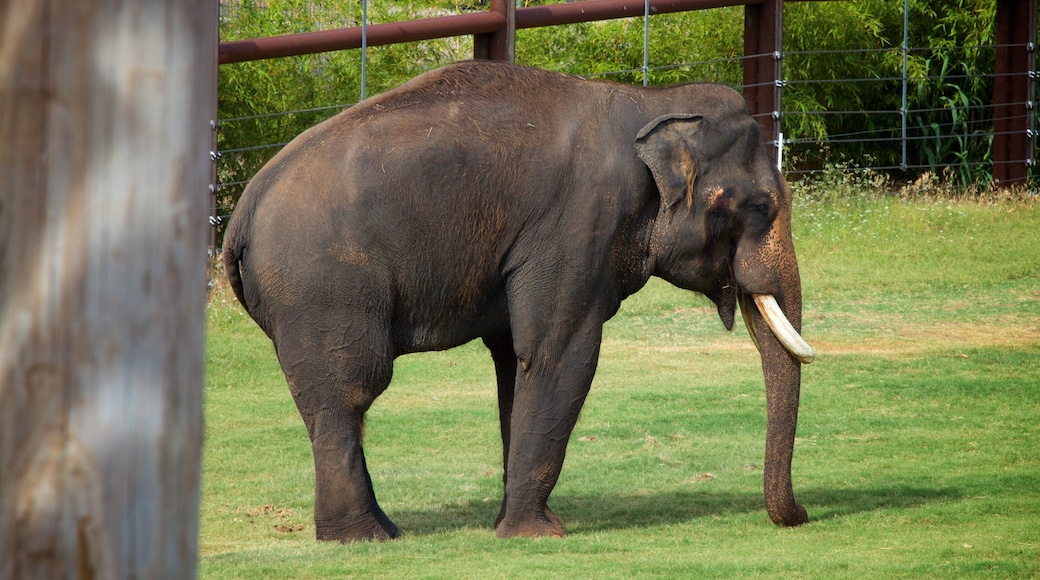 Oklahoma City Zoo som inkluderar landdjur och zoodjur