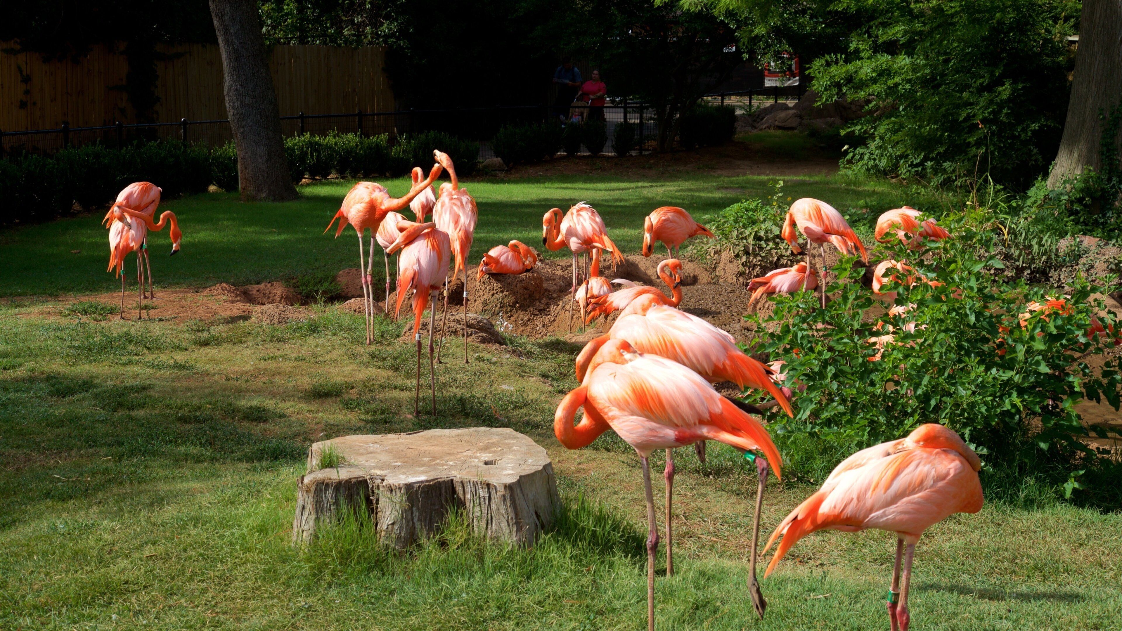 Oklahoma City Zoo which includes bird life and zoo animals