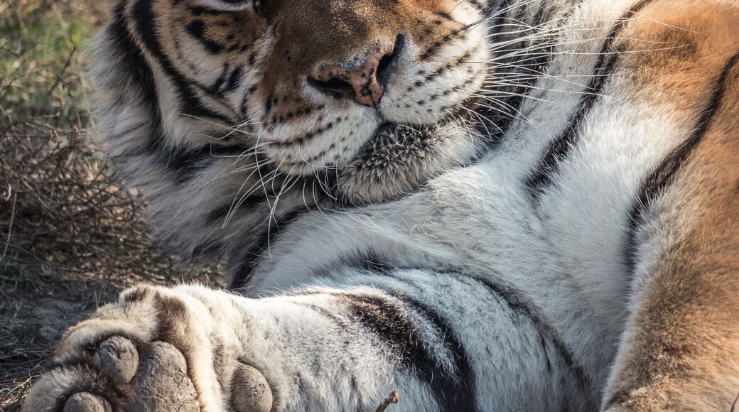 Close up portrait of a Siberian tiger lying in a big cat sanctuary in Slovakia