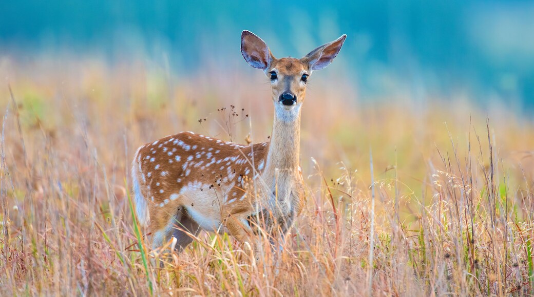 White tailed Deer fawn