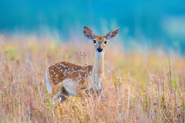 White tailed Deer fawn