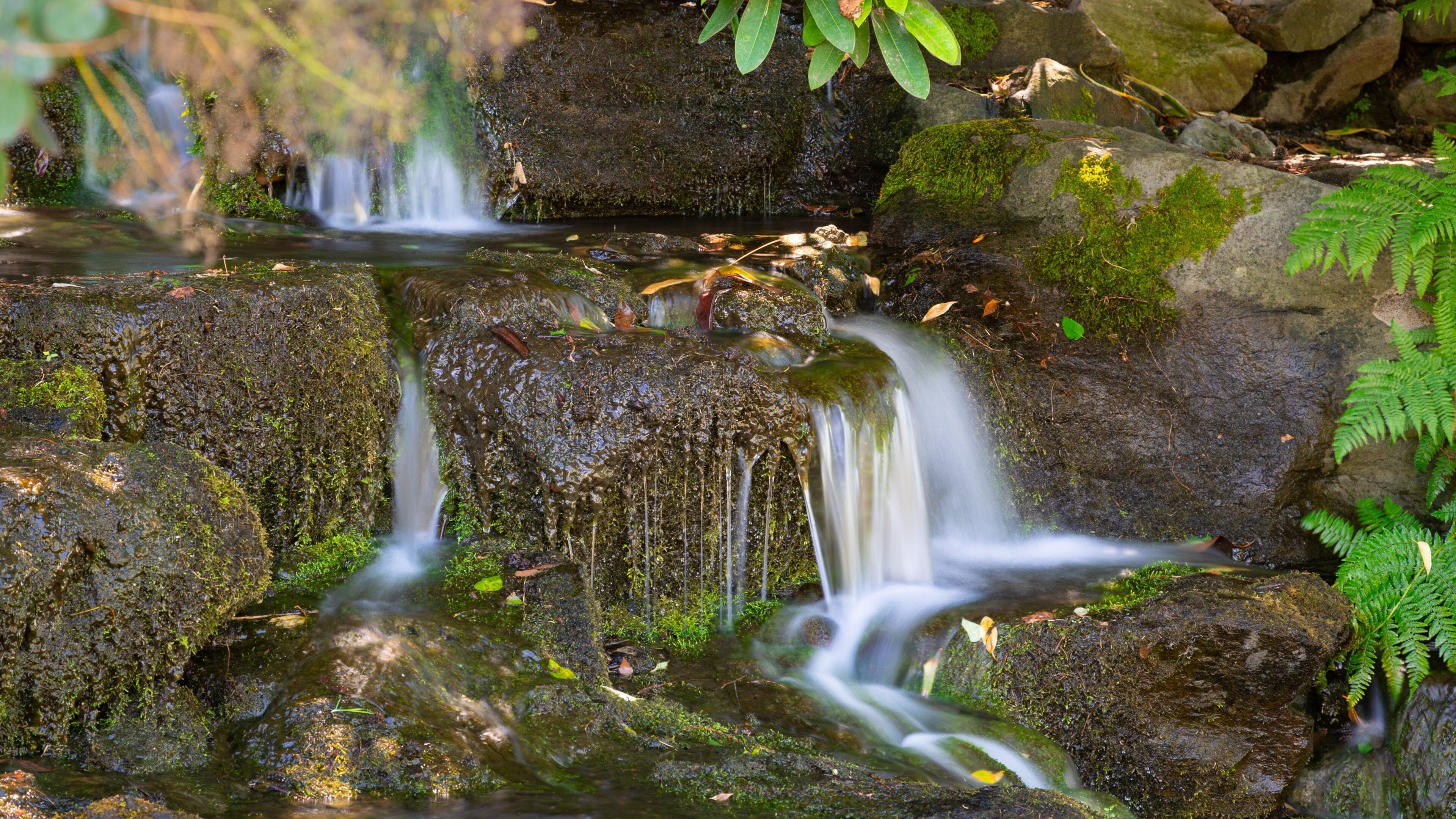 Crystal Springs Rhododendron Garden which includes a river or creek