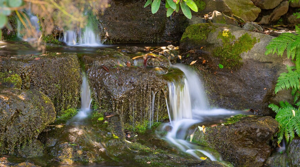 Crystal Springs Rhododendron Garden which includes a river or creek