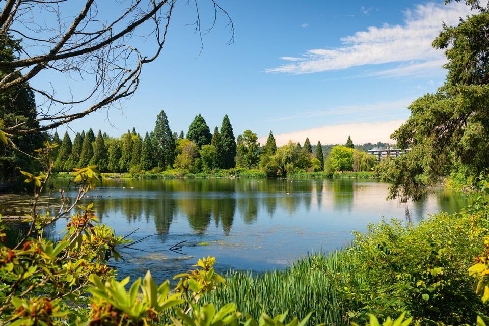 A serene lake surrounded by lush greenery and tall trees.