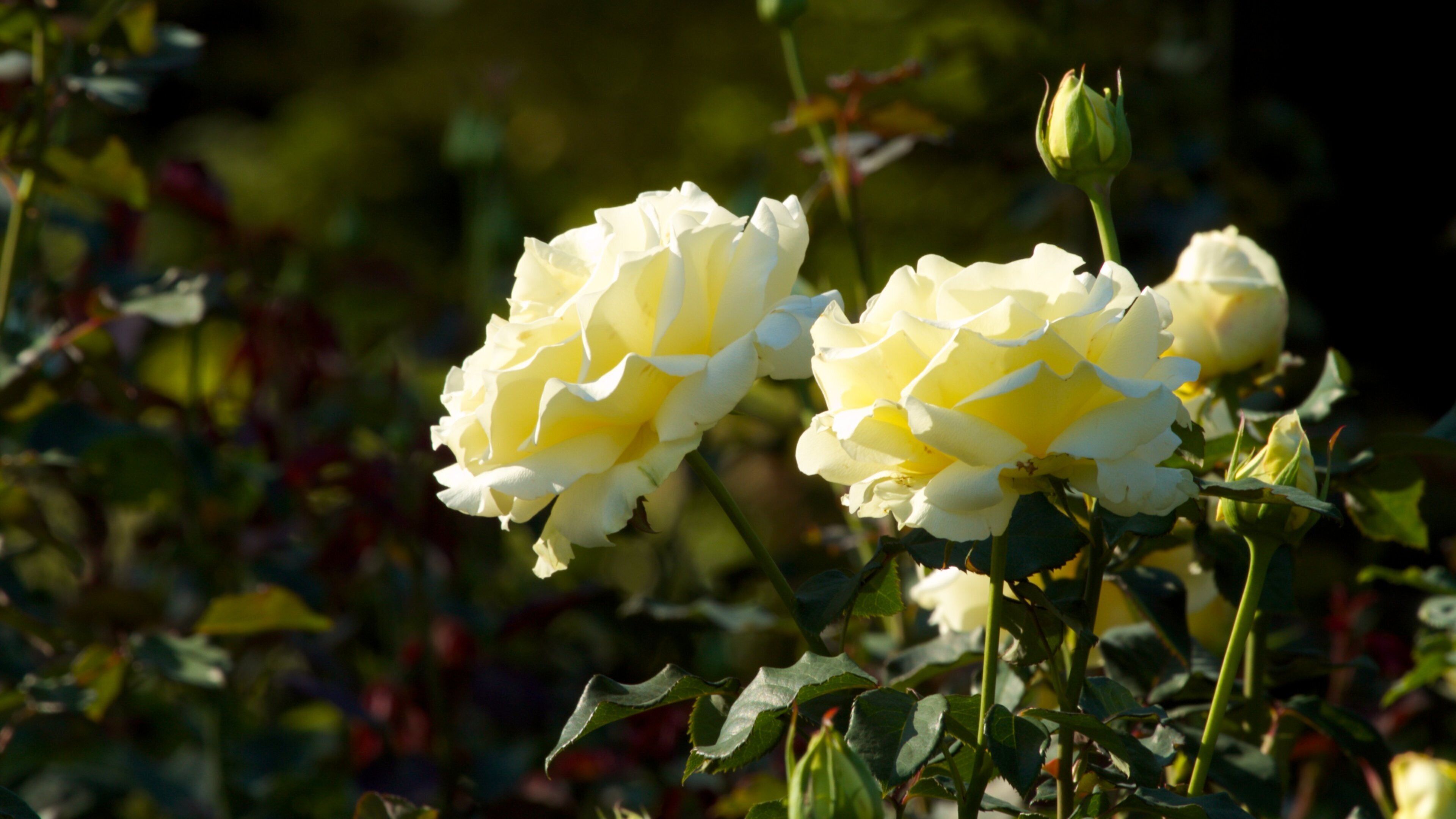 International Rose Test Garden mit einem Blumen und Garten