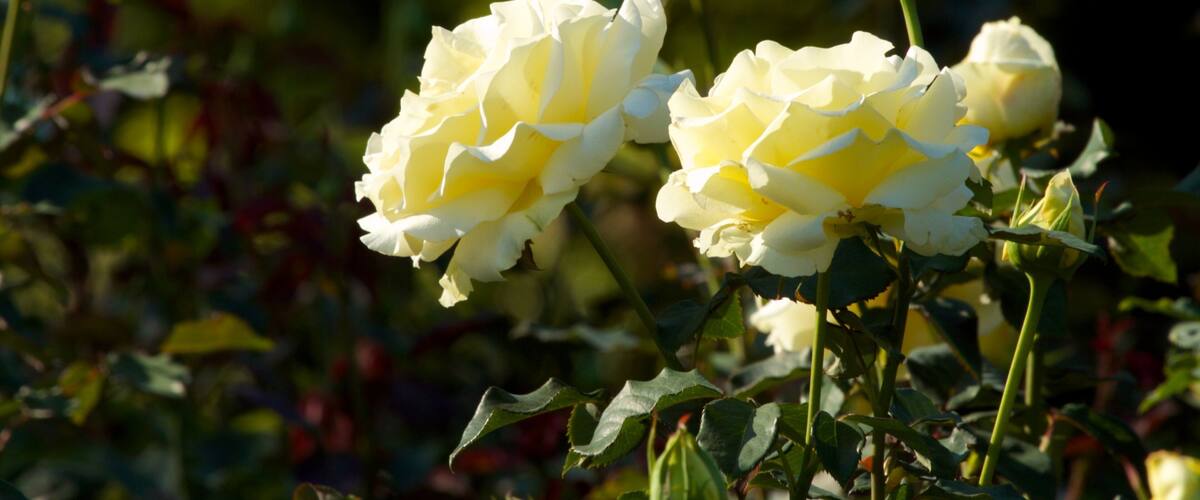 國際玫瑰試育花園 呈现出 花園 和 花朵