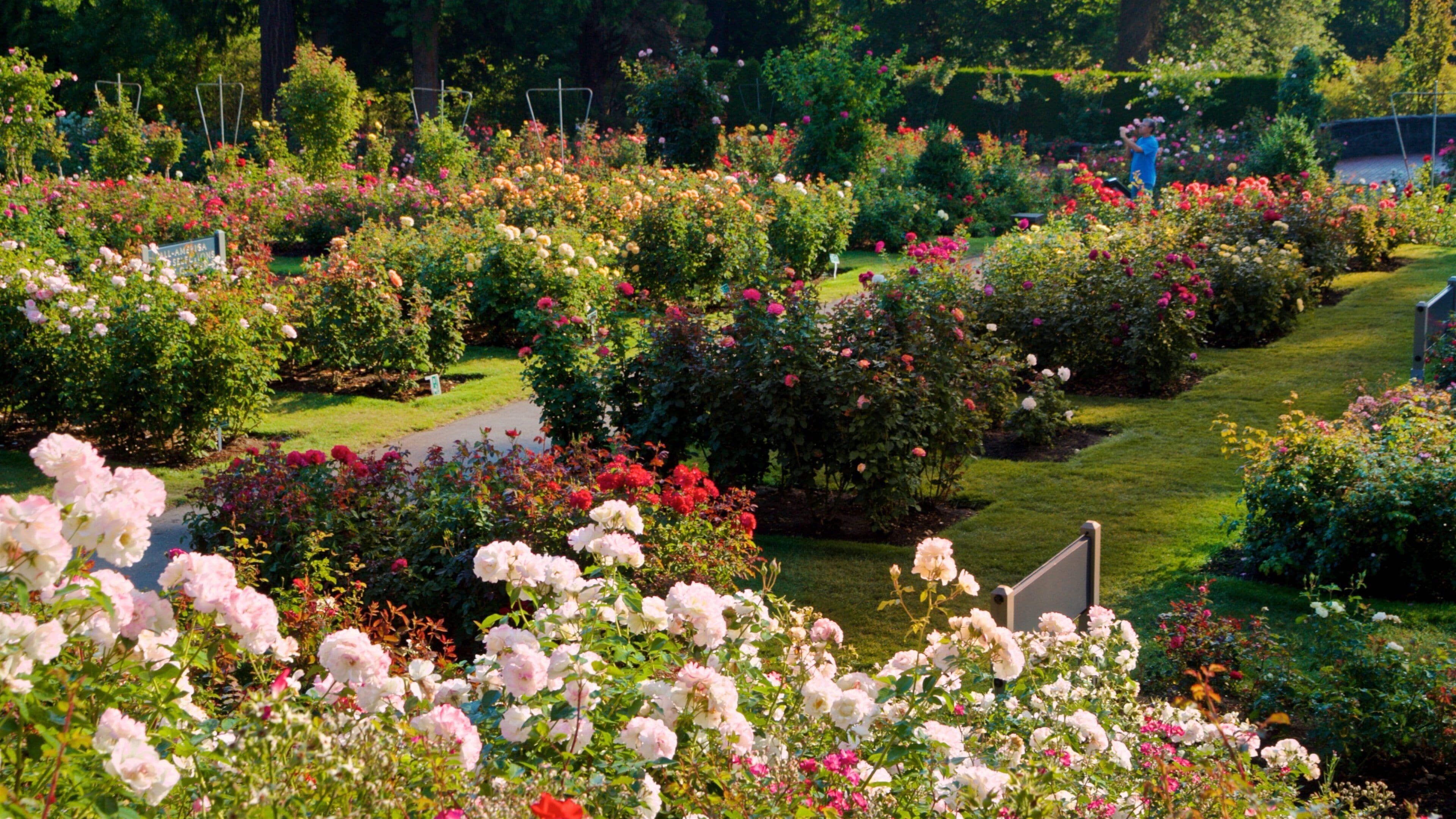 International Rose Test Garden showing flowers, wildflowers and a garden