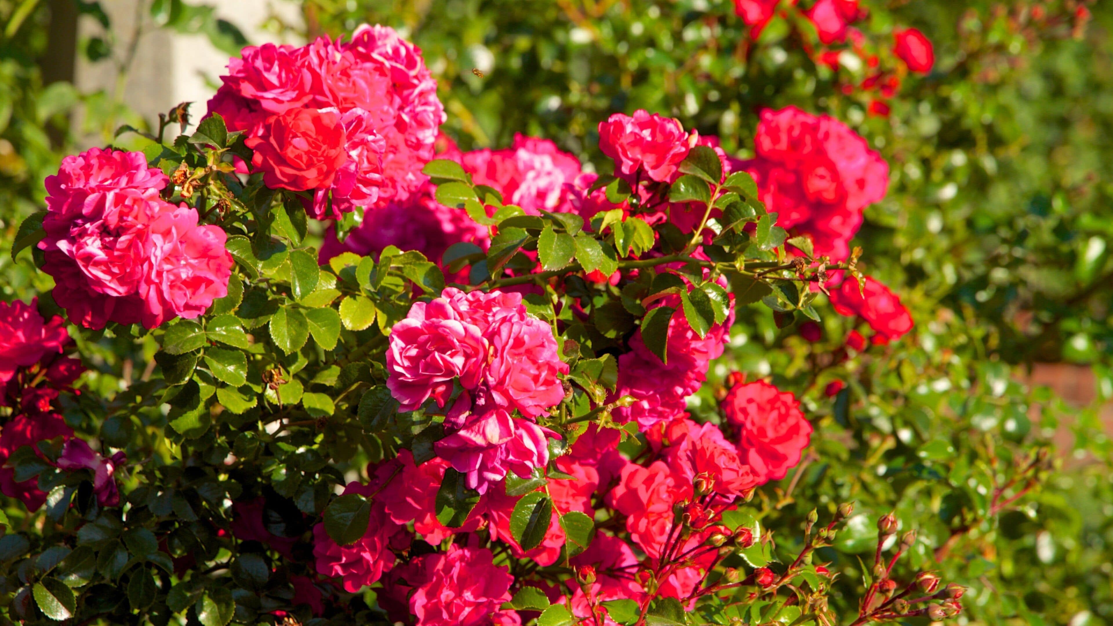 International Rose Test Garden Tours - Book Now | Expedia