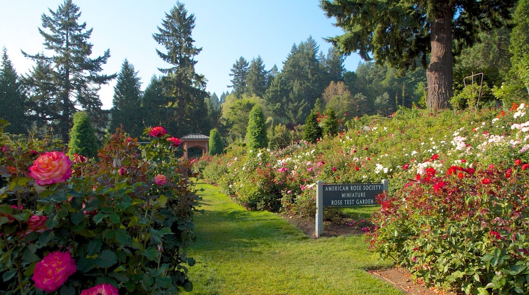 インターナショナル ローズ テスト ガーデン 表示 野花, 自然の風景 と 花