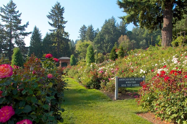 A garden with various roses, a gazebo, and a sign for the American Rose Society Miniature Rose Test Garden.