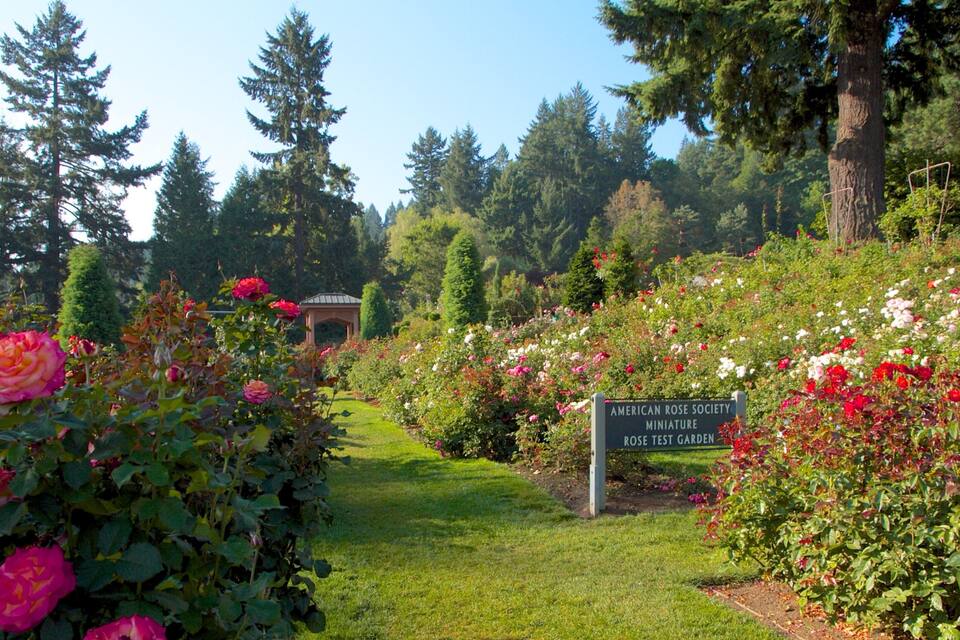 Jardí amb diverses roses, un porxo i un cartell de l'American Rose Society sobre el Jardí de Prova de Roses Minúscules.