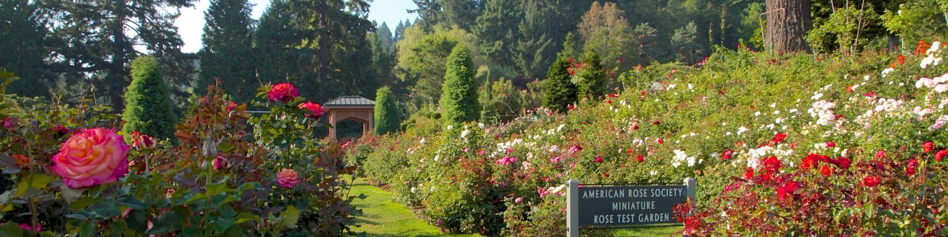 International Rose Test Garden que inclui flores silvestres, paisagem e um parque