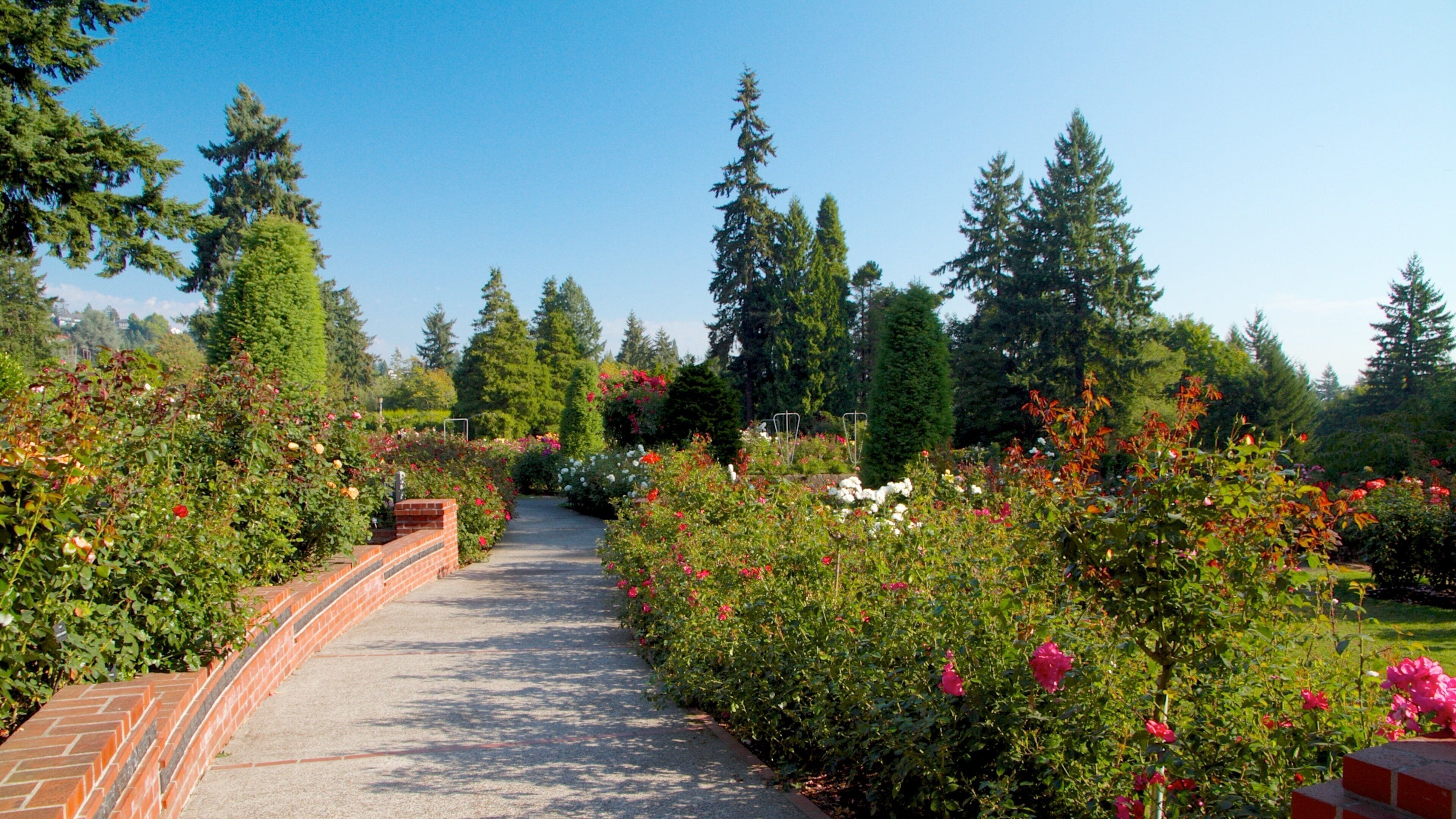 Explore the vibrant beauty of the International Rose Test Garden in Portland, Oregon during a sunny day