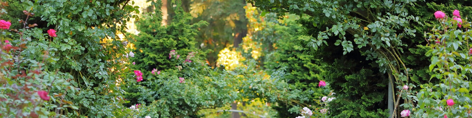 Rose Flower, International Rose Test Garden
