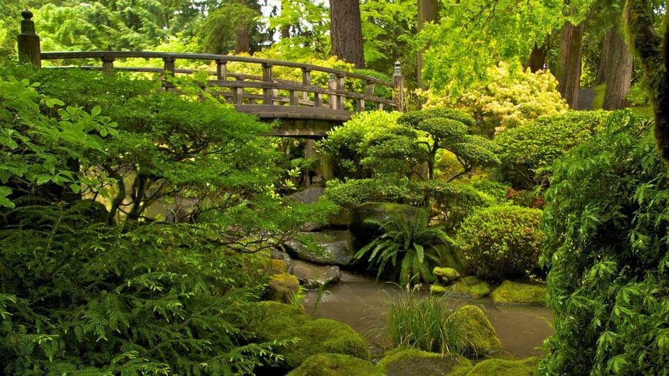 A wooden bridge over a pond surrounded by lush greenery and moss-covered rocks.