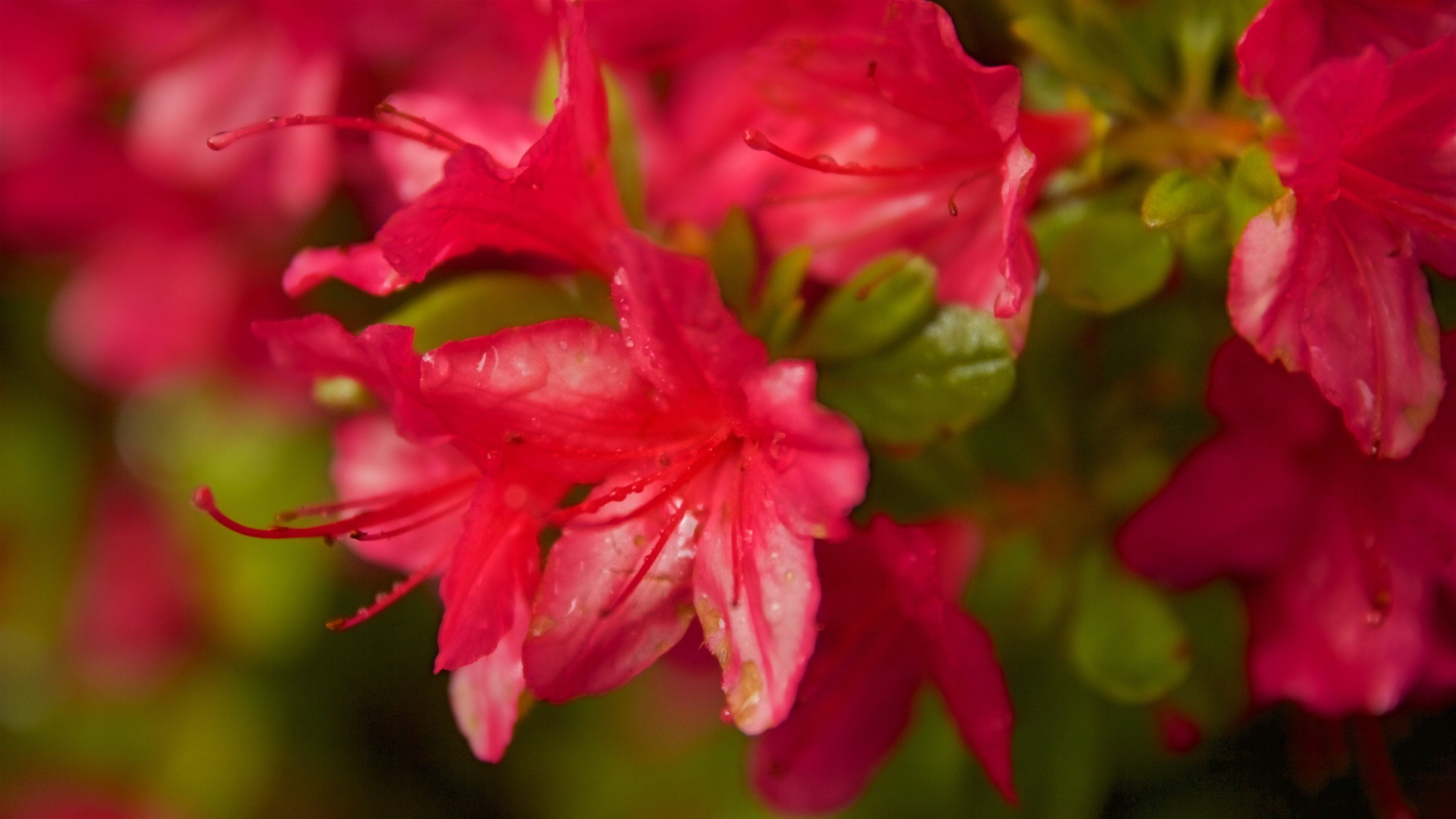 포틀랜드 일본식 정원 을 보여주는 야생화