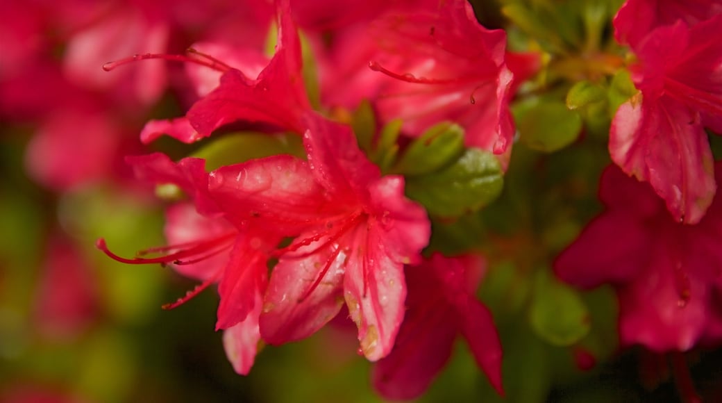 Portlands japanske hage som viser villblomster