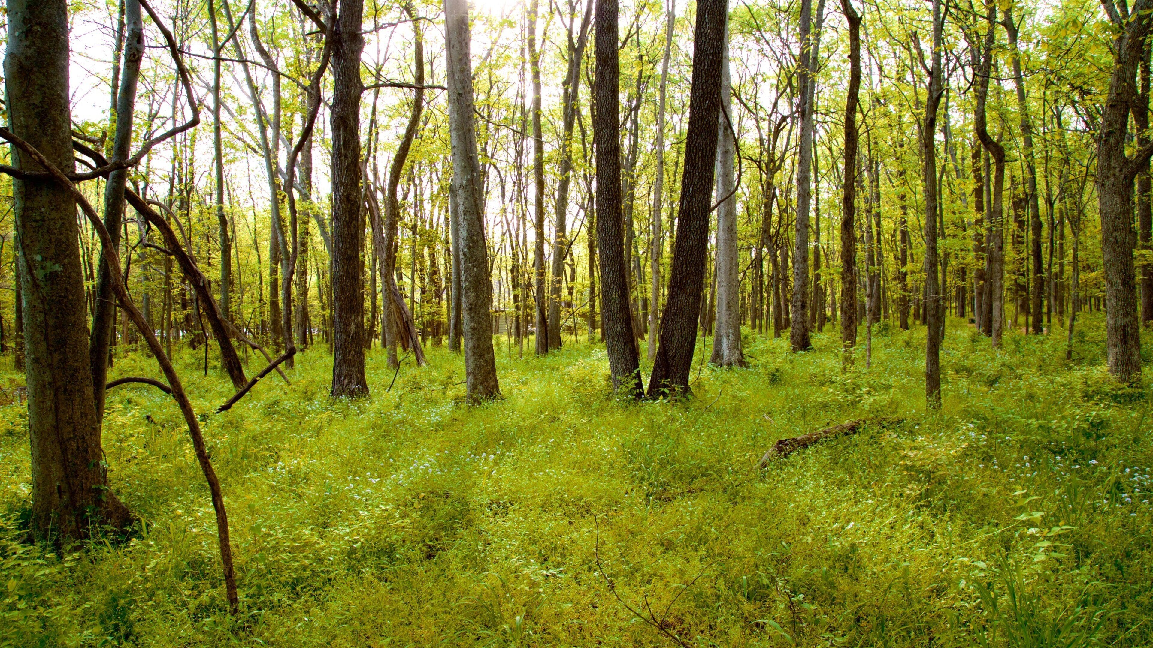 Radnor Lake State Park que inclui cenas de floresta