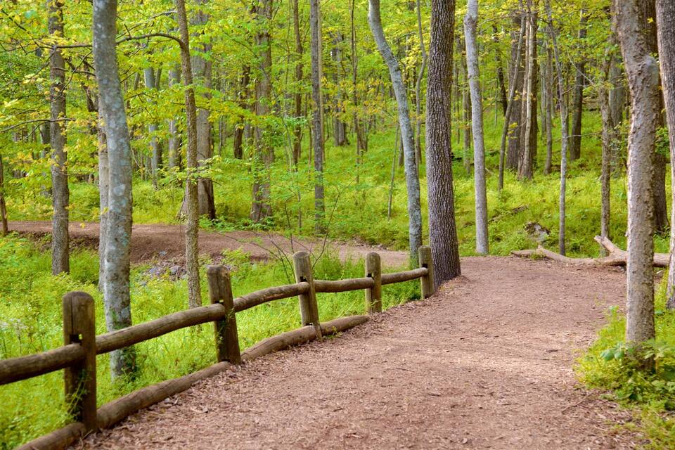 Un sentier forestier bordé d’une clôture en bois.