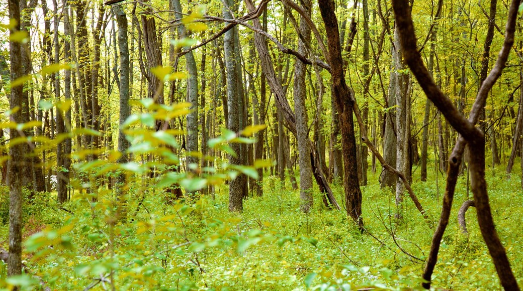 Radnor Lake State Park que inclui florestas