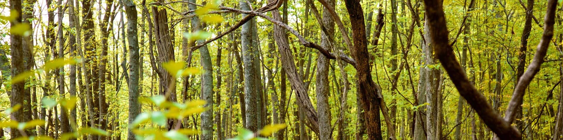 Radnor Lake State Park