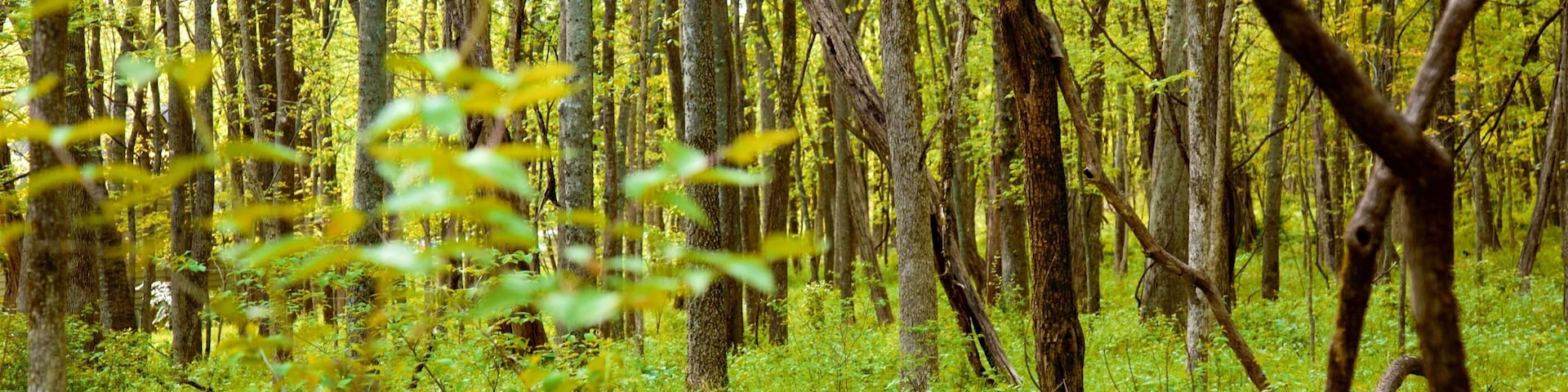 雷羅湖州公園 设有 森林風景