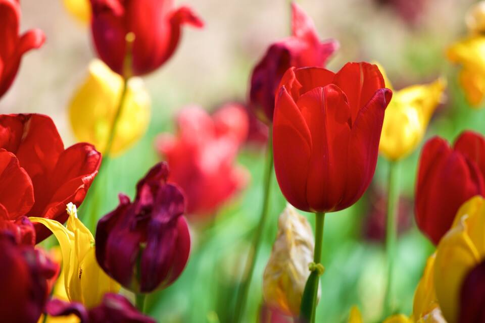 A field of tulips in various colors.