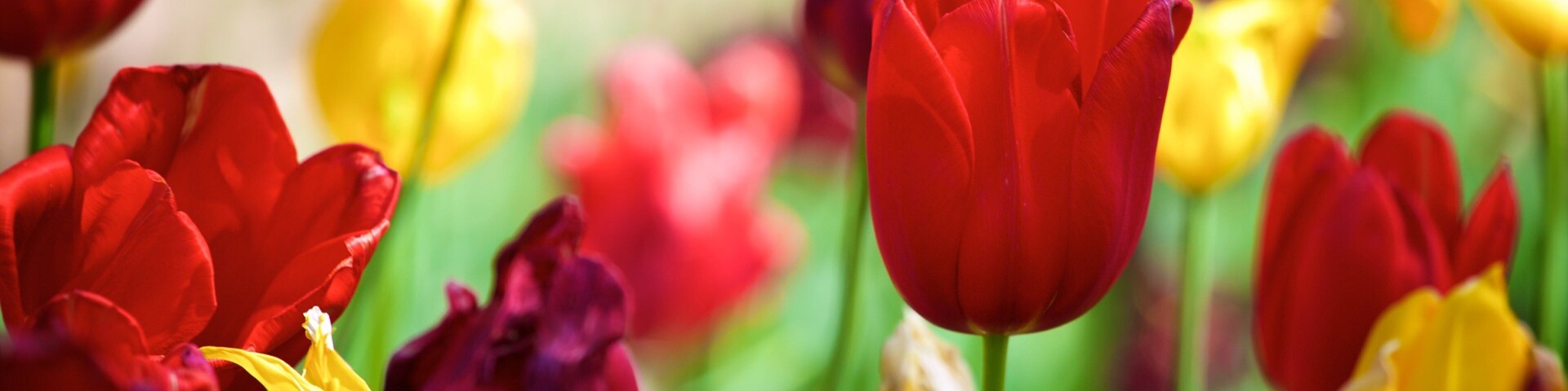 奇克伍德植物园和艺术博物馆